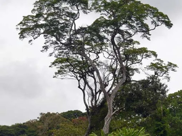 Loại gỗ này cũng được các nhà sưu tập và những người có sở thích tìm kiếm, những người đánh giá cao sự hiếm có và vẻ đẹp của nó. Gỗ có thể được hoàn thiện bằng dầu, sáp hoặc vecni để tăng màu sắc và độ bóng tự nhiên của gỗ.