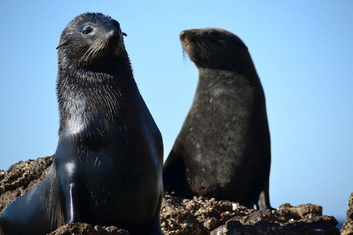 Hải cẩu lông Guadalupe (Arctocephalus townsendi) dài 1,4 - 2m, chỉ còn ở đảo Guadalupe, ngoài khơi bang Baja California của Mexico. Loài này được nhận biết nhờ cái mũi nhọn và dài. Chúng sinh sản trên bãi biển đá chỉ có đường vào từ biển.