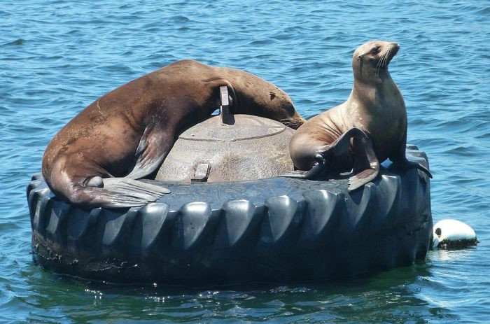 Sư tử biển California (Zalophus californianus) dài 1,5 - 2,5m, phân bố ở bờ biển phía Tây của lục địa Bắc Mỹ. Loài này di chuyển nhanh nhẹn trên cạn cũng như dưới nước. Chúng được biết đến rộng rãi trong vai trò thú biểu diễn ở các gánh xiếc.