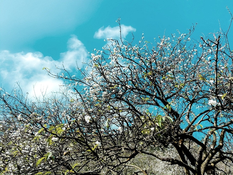 Cánh thứ ba tượng trưng cho sự an lạc, thân thể khỏe mạnh, tâm hồn yên ổn; Cánh thứ tư tượng trưng cho đức hạnh, lương thiện; Cánh thứ năm tượng trưng cái chết êm ả, thanh thản, không đau đớn vì bệnh tật, không vướng bận phiền não, ôn hòa tự tại rời khỏi nhân gian.