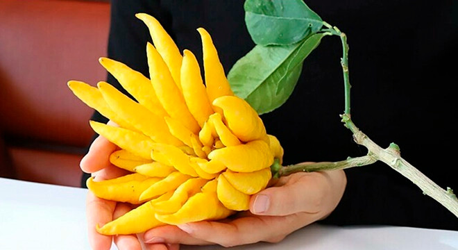  Khi đặt trong nhà, hương thơm có thể lưu rất lâu, chưa kể đến một chậu hoa quả. Ý nghĩa của cây cảnh này cũng rất tốt lành: Trí tuệ trong tay, may mắn và trường thọ, phước lành, tài lộc.