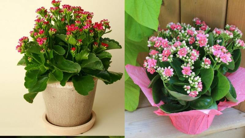  Sau khi nở hoa có thể nở lại khi được chăm sóc tốt. Ngoài ra còn có nhiều hoa và màu sắc tươi sáng tạo nên vẻ vui tươi. Ý nghĩa của hoa trường thọ là sự trường thọ, may mắn. 