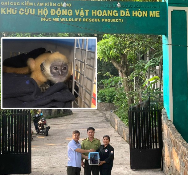  Mới đây, vào tháng 5/2023, Chi cục Kiểm lâm Kiên Giang đã giải cứu 1 chú voọc non thoát khỏi việc bán trái phép động vật hoang dã trên địa bàn. Cá thể voọc bạc Đông Dương sơ sinh được xác định là con đực.