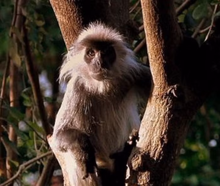  Theo số liệu từ năm 2019, đây là linh trưởng quý hiếm với số lượng suy giảm hơn 50% trong vòng 36 năm (ba thế hệ, mỗi một thế hệ kéo dài 12 năm).