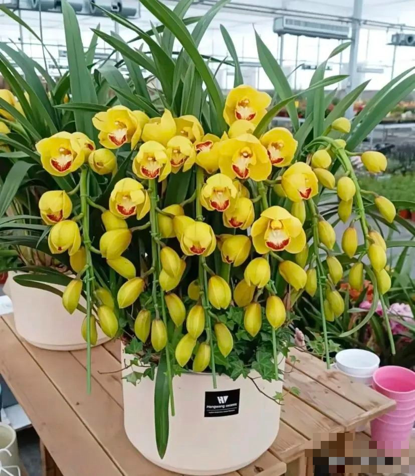 Cây cảnh này là một loại lan lai từ nhiều giống lan khác nhau. Nó mang vẻ đẹp và mùi thơm đặc trưng của hoa lan. Cho đến nay có khoảng 20.000 loài địa lan với đủ hình dáng và màu sắc khác nhau, rất phong phú.