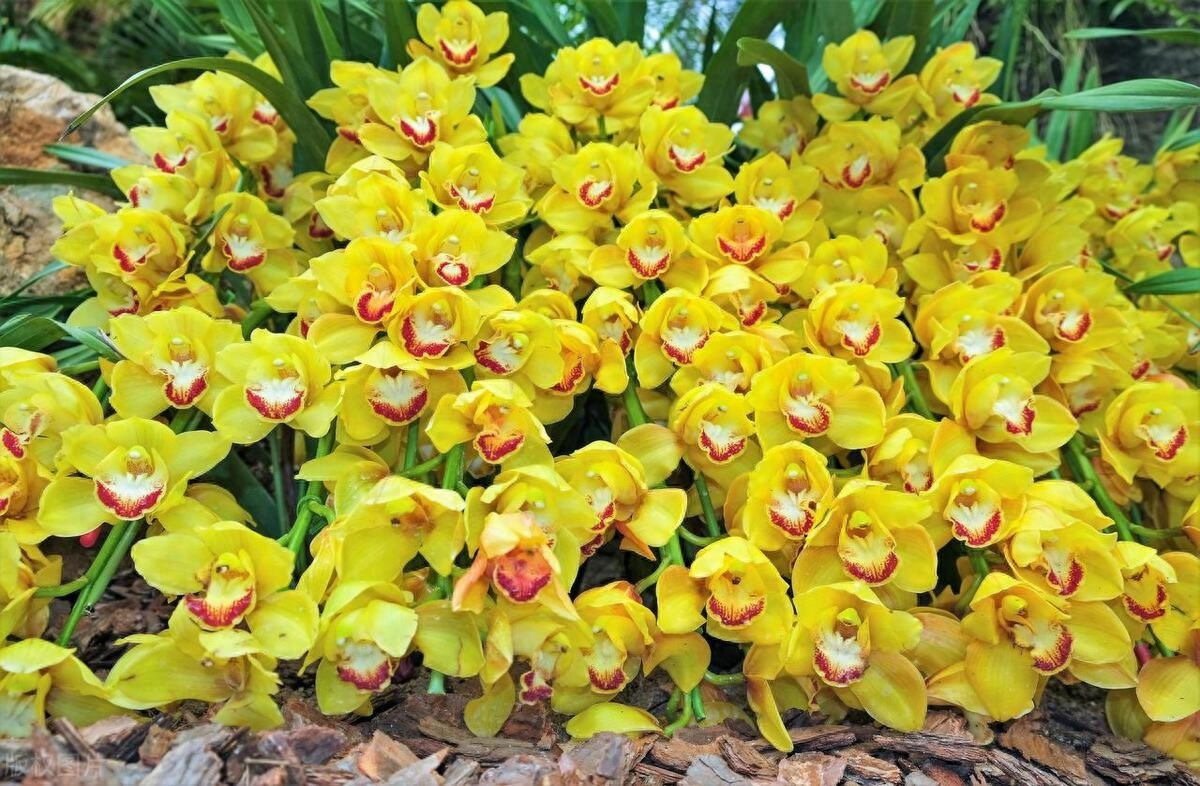 Hoa địa lan rất đa dạng, không chỉ có hình thức đẹp mà còn có ý nghĩa rất tốt. Nó thường tượng trưng cho “sự cao quý và duyên dáng, giàu có và may mắn, mọi việc suôn sẻ”.