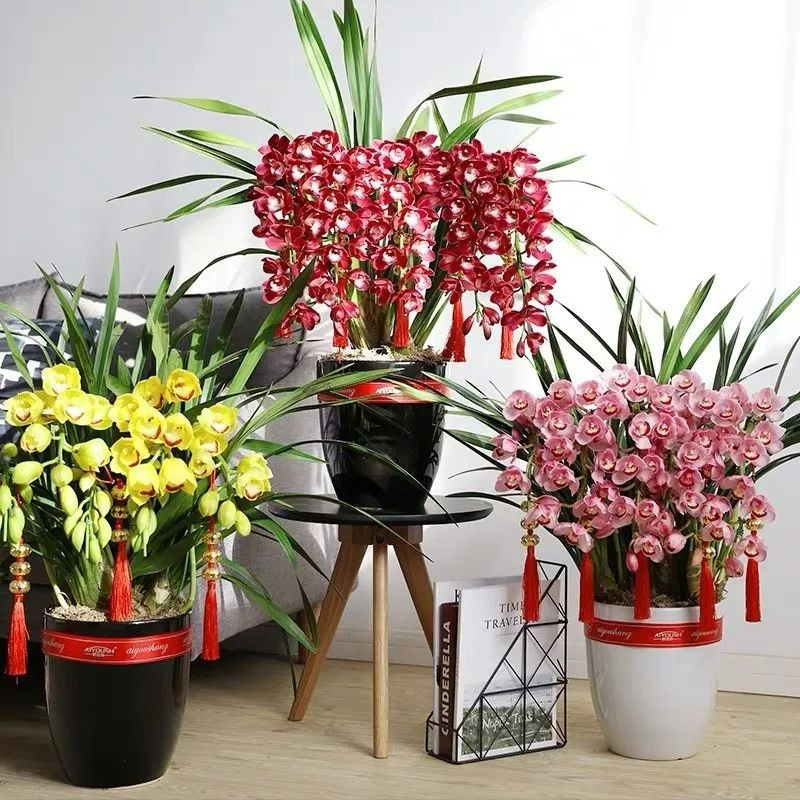 Trong dịp Tết, ngoài cây cảnh truyền thống là đào và quất, mọi người thích lựa chọn 1 chậu hoa sang trọng, rực rỡ để bày trong nhà cho thêm phần may mắn. Và "đôi bạn" lan hồ điệp và địa lan thường là lựa chọn hàng đầu. Đặc biệt địa lan có nhiều đặc điểm nổi trội rất được mọi người yêu thích. 