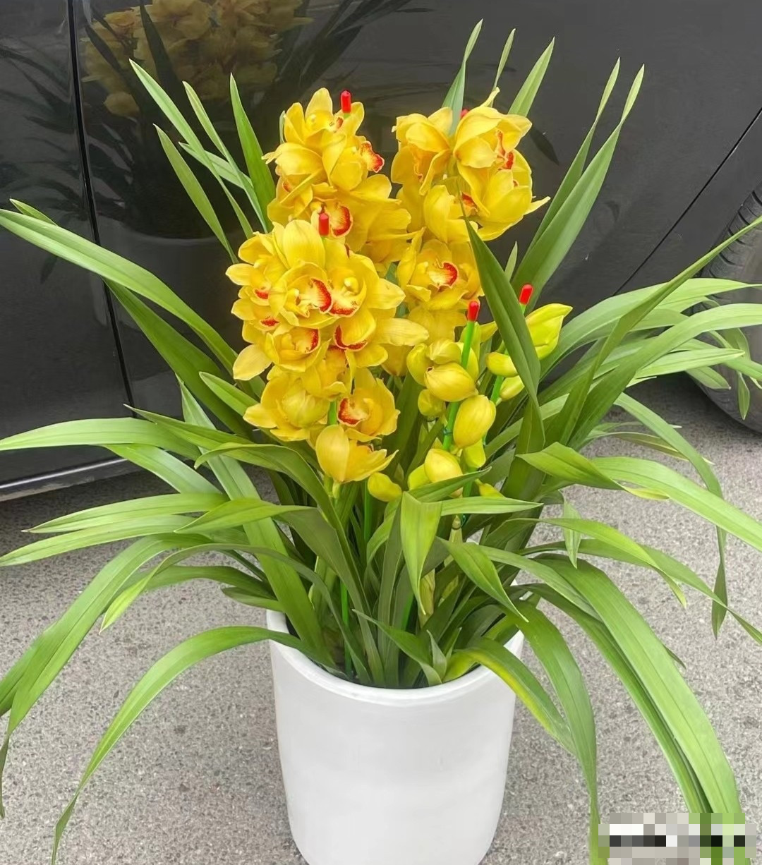 Cây cảnh này nổi tiếng với sự hùng vĩ, lộng lẫy và là loại hoa trồng chậu trong nhà cao cấp. Không quá lời khi nói rằng là loài hoa trồng trong chậu, địa lan nổi bật, lộng lẫy và cao cấp, rất xứng đáng được mệnh danh là “loại hoa thích hợp nhất để đặt trong phòng khách dịp Tết”.