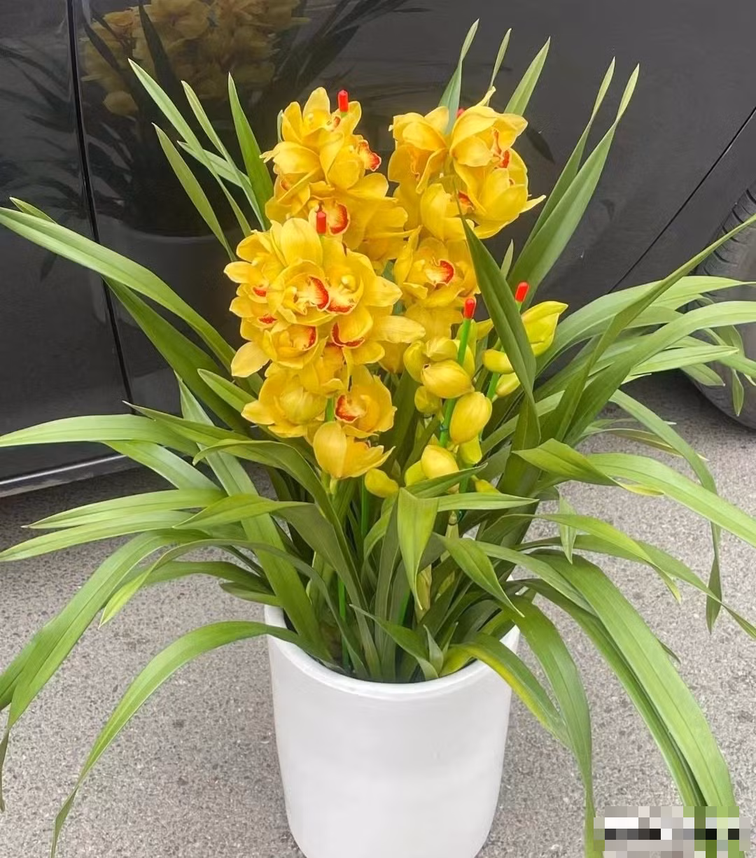 Cây cảnh này nổi tiếng với sự hùng vĩ, lộng lẫy và là loại hoa trồng chậu trong nhà cao cấp. Không quá lời khi nói rằng là loài hoa trồng trong chậu, địa lan nổi bật, lộng lẫy và cao cấp, rất xứng đáng được mệnh danh là “loại hoa thích hợp nhất để đặt trong phòng khách dịp Tết”.