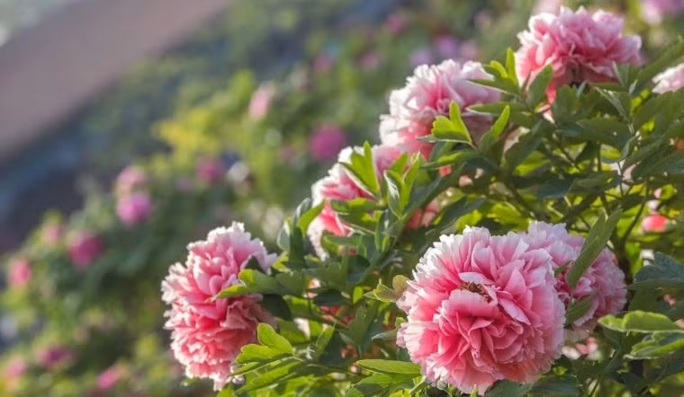  Ý nghĩa của hoa mẫu đơn là "hoa nở thịnh vượng, quốc sắc thiên hương, cao quý sang trọng", được yêu thích vì tượng trưng cho sự giàu sang. Để mẫu đơn nở hoa, vào đầu mùa xuân cần sử dụng phân hữu cơ trộn đều với đất. Sau khi trộn thì tưới nước cho đất thấm đẫm. Khi đất khô, cần phải xới đất thường xuyên để tránh việc rễ cây bị thối.