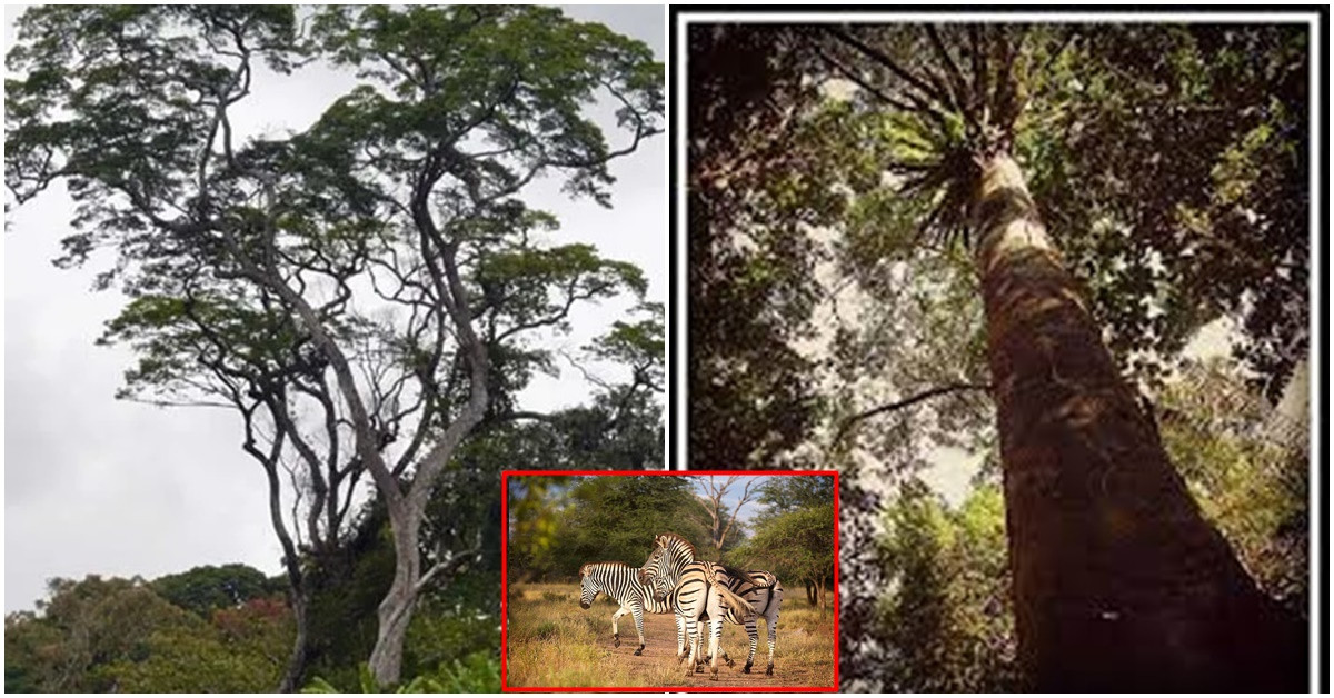 Gỗ ngựa vằn châu Phi là một loại gỗ kỳ lạ có nguồn gốc từ Tây Phi, đặc biệt là Cameroon, Gabon và Congo. Nó còn được gọi là ngựa vằn, zingana hoặc allen ele.