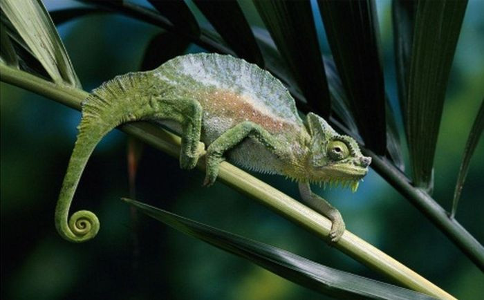 Chúng ăn các loài sâu, dế, gián, tằm, châu chấu và loại sâu thân mềm.