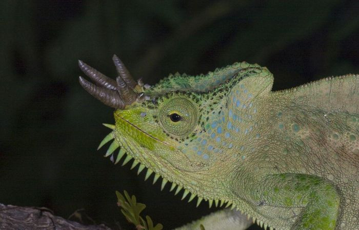 Khi trưởng thành, tắc kè 4 sừng có các vân nâu nhỏ ở hai mặt bên. Mào trên đầu và dọc hai bên thân thường có màu tím, xanh dương, cam.