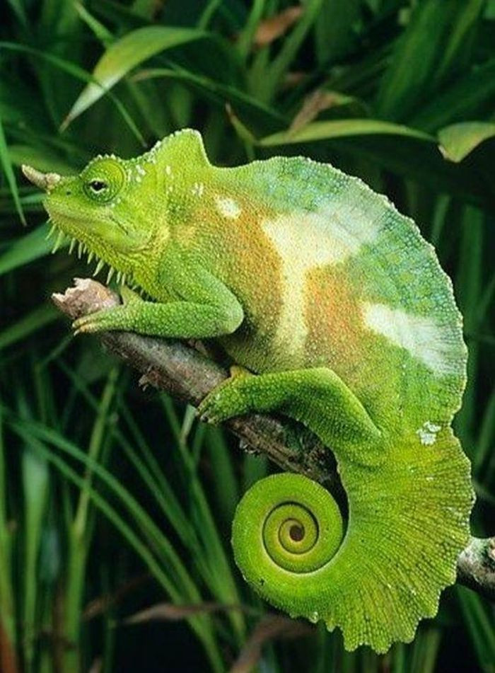 Tắc kè 4 sừng đực có 1 cánh buồm chạy từ đầu đến đuôi và có từ 4 - 6 chiếc sừng trong khi con cái thì không có sừng. Tuy nhiên, chúng có thể mọc nhiều sừng hơn nếu muốn.