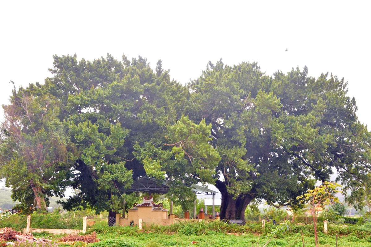 Truyền thuyết kỳ bí về cây đầu gành gần 700 tuổi ở Quảng Nam Truyen thuyet ky bi ve cay dau ganh gan 700 tuoi o Quang Nam