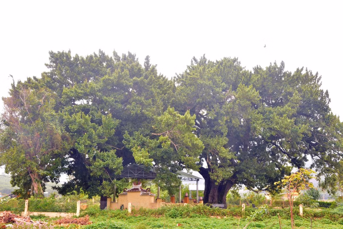 Truyen thuyet ky bi ve cay dau ganh gan 700 tuoi o Quang Nam