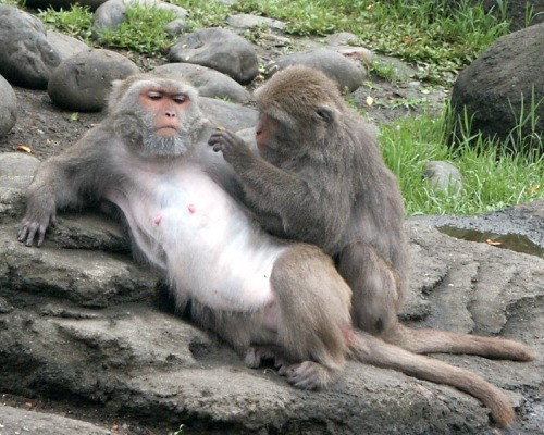 Khỉ đá Formosa là loài khỉ loài đặc hữu của đảo Đài Loan. Số lượng khỉ đá đã giảm xuống mức thấp nhất vào cuối thập niên 80, và đang trên đà hồi phục nhờ nỗ lực bảo tồn quyết liệt trong những năm qua.