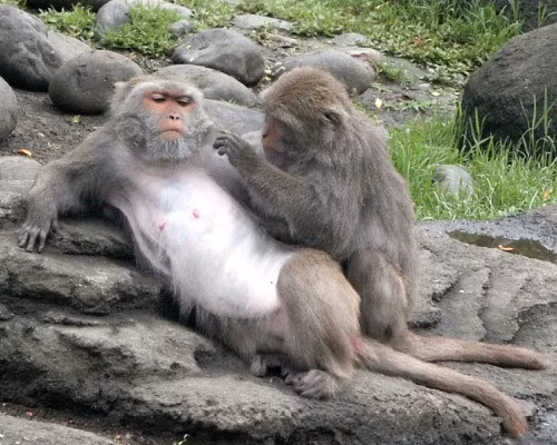 Khỉ đá Formosa là loài khỉ loài đặc hữu của đảo Đài Loan. Số lượng khỉ đá đã giảm xuống mức thấp nhất vào cuối thập niên 80, và đang trên đà hồi phục nhờ nỗ lực bảo tồn quyết liệt trong những năm qua.