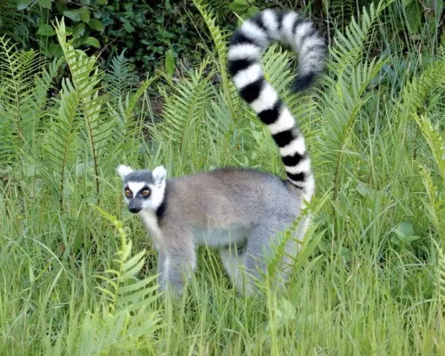 Vượn cáo Madagascar có 5 họ với 99 loài và phân loài, sinh sống thành đàn theo chế độ mẫu hệ. Loài vượn cáo nhỏ nhất có thể nằm gọn trong lòng bàn tay con người. Đáng buồn thay, hầu hết các loài vượn cáo đều bị đe dọa và một số đã tuyệt chủng trong vài trăm năm qua.
