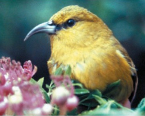 Honeycreeper là loài chim đặc hữu của hòn đảo Hawaii với hình dáng vô cùng xinh đẹp, đáng yêu. Tuy nhiên, trong số 51 loài thì có hơn một nửa đã tuyệt chủng, số còn lại phải đối mặt với nhiều nguy hiểm do săn bắn, môi trường sống bị thu hẹp và nhiều nguy hiểm khác.