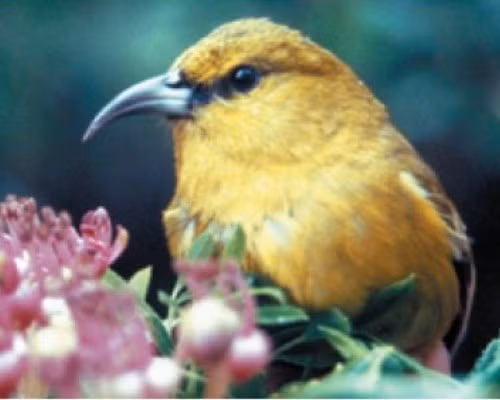 Honeycreeper là loài chim đặc hữu của hòn đảo Hawaii với hình dáng vô cùng xinh đẹp, đáng yêu. Tuy nhiên, trong số 51 loài thì có hơn một nửa đã tuyệt chủng, số còn lại phải đối mặt với nhiều nguy hiểm do săn bắn, môi trường sống bị thu hẹp và nhiều nguy hiểm khác.