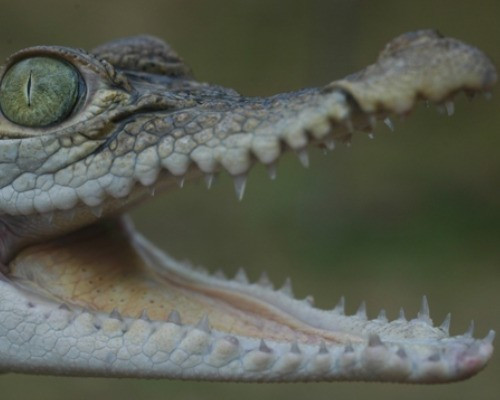 Cá sấu Philippines sống ở vùng nước ngọt, có kích thước tương đối nhỏ, với thân hình không quá 9m. Loài này hiện đang bị đe dọa bởi nạn săn bắn và đánh cá bằng thuốc nổ.