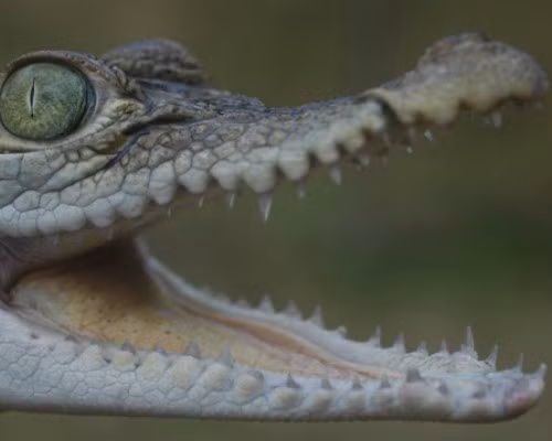 Cá sấu Philippines sống ở vùng nước ngọt, có kích thước tương đối nhỏ, với thân hình không quá 9m. Loài này hiện đang bị đe dọa bởi nạn săn bắn và đánh cá bằng thuốc nổ.