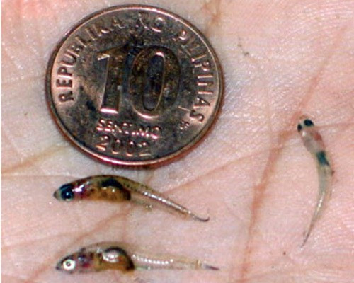 Cá Sinarapan là loài cá thương mại nhỏ nhất thế giới với chiều dài không quá 1,5cm. Chúng có nguồn gốc từ Philippines, được đánh giá cao là một loại thực phẩm cao cấp ở châu Á nên bị đánh bắt hết sức ráo riết.