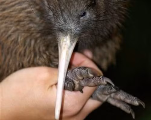 Loài kiwi Haast tokoeka sở hữu ngoại hình khá xinh xắn và chỉ sống duy nhất ở chân dãy núi Nam Westland, New Zealand. Đây là loài được đánh giá cực kỳ nguy cấp do số lượng cá thể chỉ còn khoảng vài trăm.