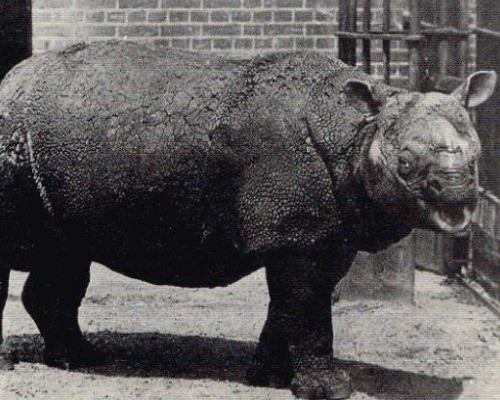 Tê giác Java từng là loài tê giác phổ biến nhất châu Á nhưng đã bị săn bắt đến gần như tuyệt chủng. Theo tính toán, trên thế giới chỉ còn khoảng 100 cá thể.