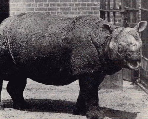 Tê giác Java từng là loài tê giác phổ biến nhất châu Á nhưng đã bị săn bắt đến gần như tuyệt chủng. Theo tính toán, trên thế giới chỉ còn khoảng 100 cá thể.