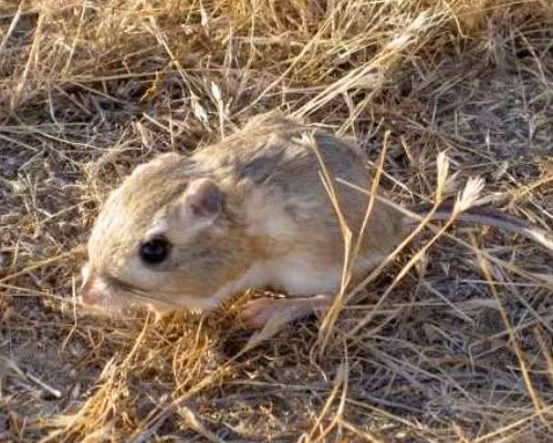 Chuột túi Santa Cruz chỉ sống ở vùng Sandhills Santa Cruz, California. Chúng đang phải đối mặt với mối đe dọa tuyệt chủng hết sức nguy hiểm do suy giảm số lượng và các vấn đề sức khỏe bắt nguồn từ sự đa dạng di truyền thấp.