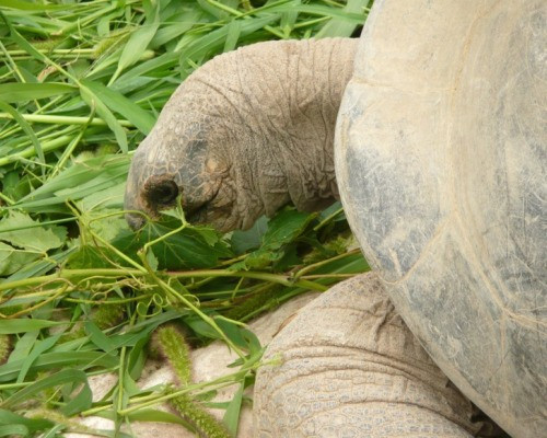 Rùa Galápagos là loài rùa to lớn nhất thế giới với trọng lượng lên tới hơn 650 kg và chiều dài 1,2m. Thật không may, một phân loài trong số 12 loài này đang có nguy cơ tuyệt chủng bởi chỉ còn duy nhất một cá thể cuối cùng sống trong sở thú.