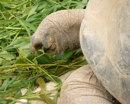 Rùa Galápagos là loài rùa to lớn nhất thế giới với trọng lượng lên tới hơn 650 kg và chiều dài 1,2m. Thật không may, một phân loài trong số 12 loài này đang có nguy cơ tuyệt chủng bởi chỉ còn duy nhất một cá thể cuối cùng sống trong sở thú.