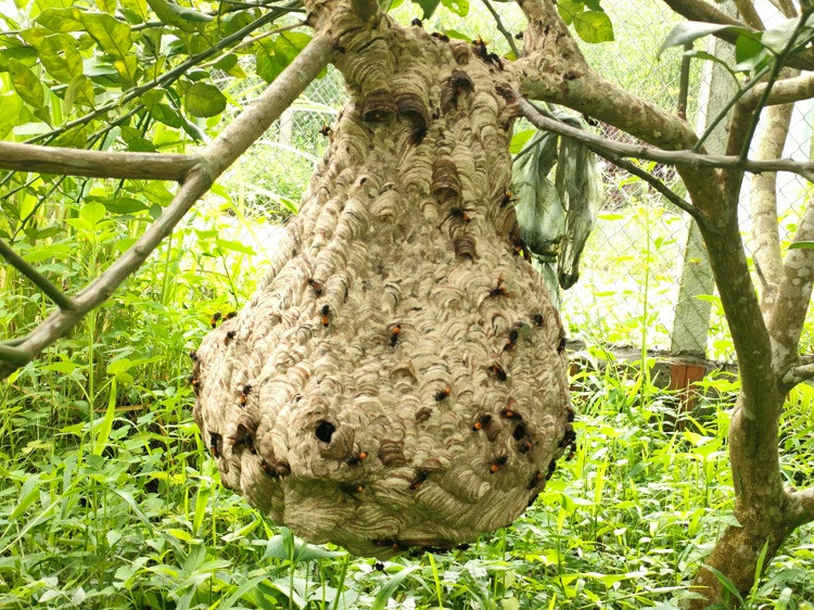 Nuôi loài có “nọc độc” thanh niên 9x thu về hàng chục triệu đồng/vụ ảnh 1