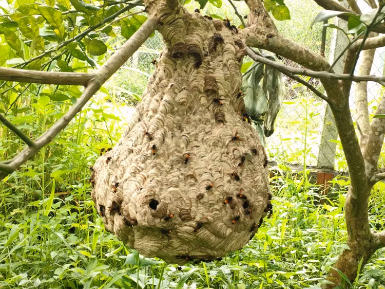 Nuôi loài có “nọc độc” thanh niên 9x thu về hàng chục triệu đồng/vụ ảnh 1