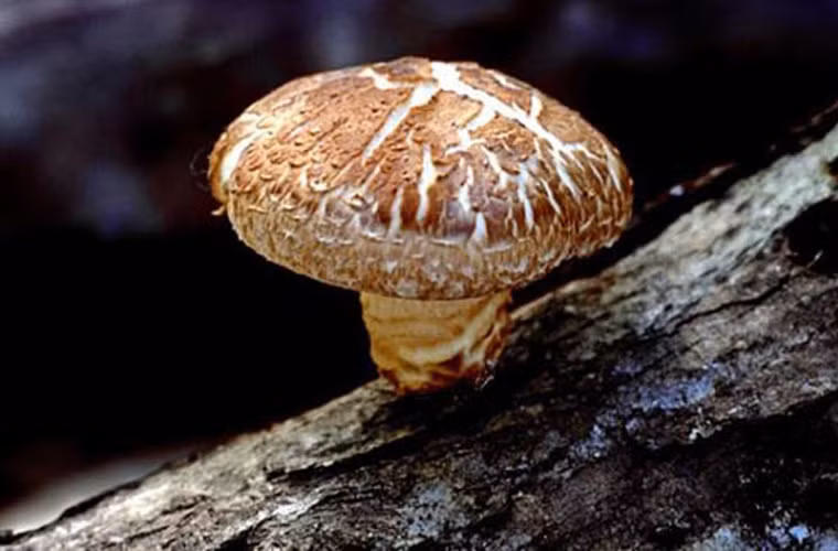 Theo chuyên gia dinh dưỡng Gale Maleskey đến từ Mỹ cho biết, các nhà khoa học từng chứng minh vitamin D có khả năng tiêu diệt các tế bào đột biến. Song điều đáng báo động hơn cả là có tới 40-70% người dân Mỹ rơi vào tình trạng hấp thu lượng vitamin D thấp so với mức cần thiết.