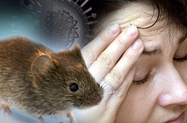 Nhiễm virus Hanta. Virus Hanta thường trú ngụ trong các loại gặm nhấm và gây nên hội chứng phổi hantavirus – một căn bệnh hiếm gặp. Cụ thể, khi con người tiếp xúc với phân hoặc nước tiểu chuột nhiễm virus sẽ nhanh chóng mắc bệnh.