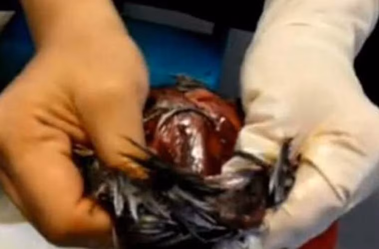 Ban đầu, người ta cho khoảng 300 đến 500 con chim vào bụng chú hải cẩu trước đó chỉ được lọc bỏ xương.