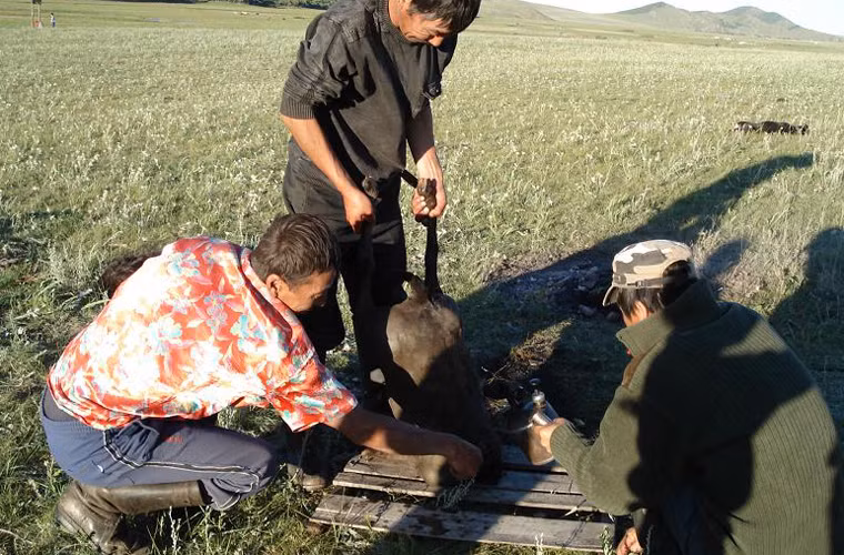 Ở đây, họ tiến hành rút xương và ruột con vật qua đường cổ họng bằng những thao tác thành thục ngay cả khi chúng còn sống.