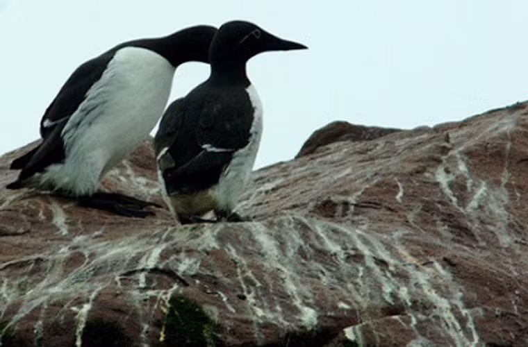 Trong thời tiết thuận lợi, cư dân Inuit sẽ tìm cách săn bắt loài chim biển Auk, hải cẩu để chế biến thức ăn.