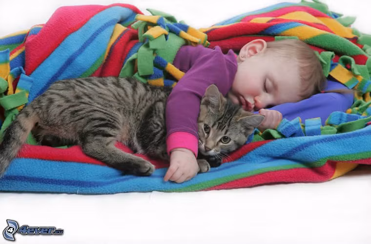 Không chỉ những chú chó, mèo cũng được xếp vào danh sách người bạn thân thiết bậc nhất của con người. Chẳng có gì là lạ khi mèo ta sở hữu một "ngoại hình" dễ thương khiến không một ai có thể cưỡng lại, ngay cả những em bé.