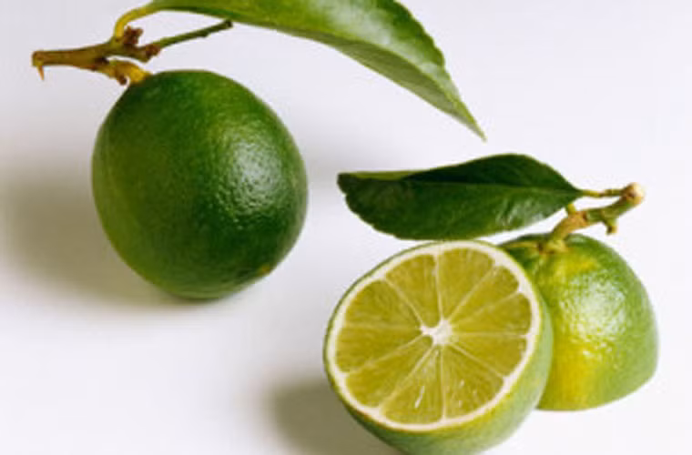 Chọn chanh có da mỏng, không chứa nấm. Kiểm tra kỹ các bề mặt xem quả chanh có xuất hiện các vết nấm mốc nào không. Việc ăn những quả chanh bị bệnh không giúp bạn tích lũy được nhiều chất dinh dưỡng mà còn khiến sức khỏe cơ thể dễ bị đe dọa.