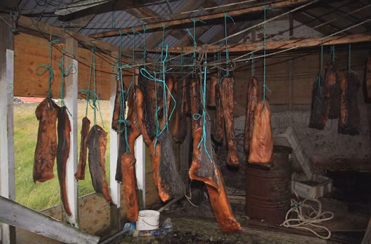 Nhiều người ở Iceland cho biết họ không thể thử nổi món này do nó có mùi vị như khai nồng như amoniac; chỉ cần cho vào miệng là nhanh chóng phải phun ra ngay.