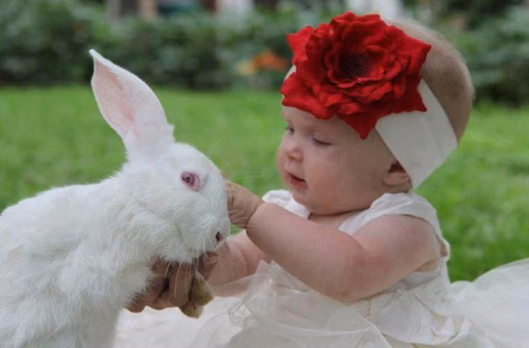 ...hay cả những chú thỏ xinh xắn với bộ lông mềm mượt trắng muốt nữa!