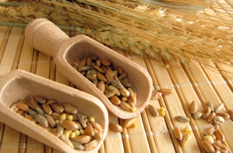 Cụ thể, Beta Glucan giúp tăng cường lượng tế bào bảo vệ cơ thể (tế bào NIO – là một loại tế bào bạch cầu có khả năng tấn công virus gây hại và các tế bào ung thư bằng chính chất kết dính của nó trên bề mặt của các tế bào này, tạo ra một lỗ hổng trên màng và chúng sẽ tự tiêu diệt).