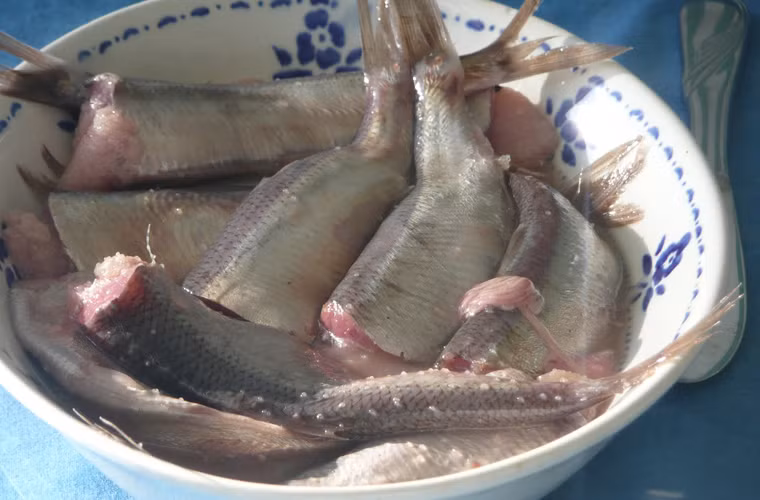 Thậm chí, có người còn miêu tả mùi của surströmming giống như một thùng rác chứa đầy cá, tã và chất thải y tế ủ trong nhiệt độ cao.