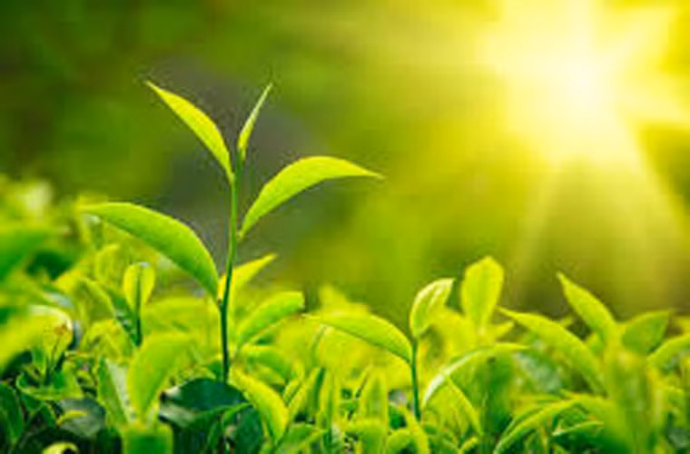 13. Ăn nhiều đậu nành. Người ta tin rằng chất isoflavone có trong các sản phẩm đậu nành có khả năng ngăn ngừa ung thư tiền liệt tuyến rất tốt. Các nguồn thực phẩm khác giàu isoflavone gồm có lạc, đậu xanh, đậu lăng.