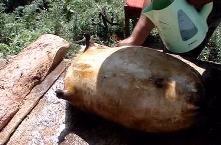 Trường hợp cơ thể con vật bị trương phồng do tích tụ lượng hơi nước lớn, người ta sẽ dùng vật nhọn để trích vài lỗ nhỏ nhằm giúp chúng thoát ra ngoài dễ dàng, tránh tình trạng nổ tung.