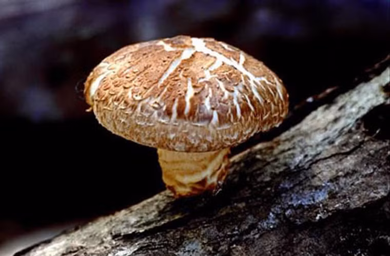 Thực phẩm. Các chất chống oxy hóa có trong bông cải xanh và cà chua được đánh giá là hai loại thực phẩm hàng đầu có khả năng hạn chế sự hình thành và phát triển của các tế bào ung thư. Ngoài ra, các chất này cũng được tìm thấy trong loại nấm đông cô.